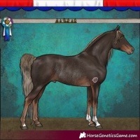 Horse Color:Liver Chestnut Rabicano 