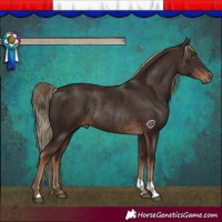 Horse Color:Liver Chestnut Rabicano 