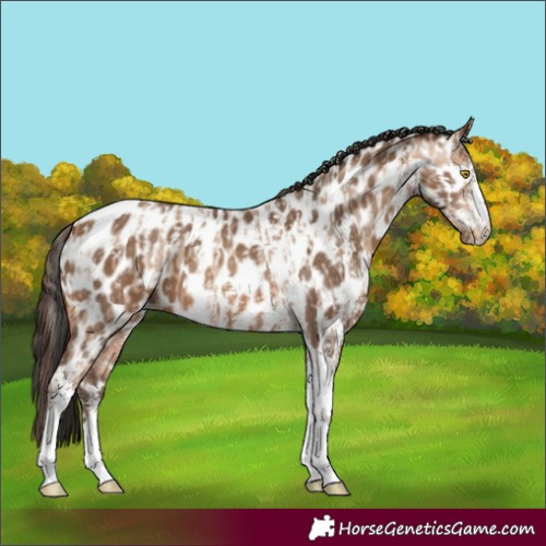 Horse Color:Amber Champagne Sabino Tobiano Appaloosa  and Gray Amber Champagne Sabino Tobiano Appaloosa 