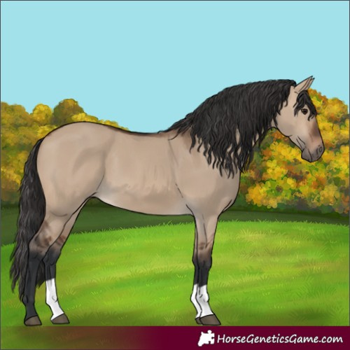 Horse Color:Unknown 