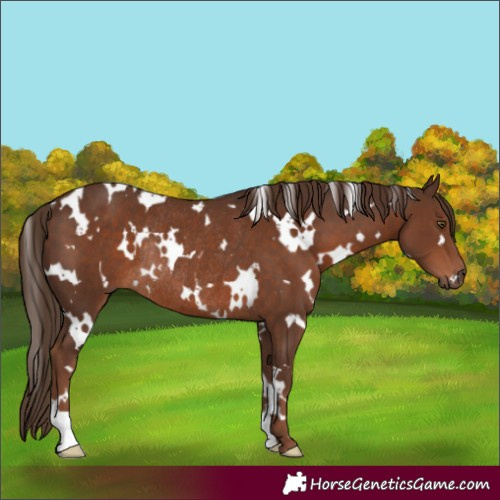 Horse Color:White Spotted Liver Chestnut Rabicano