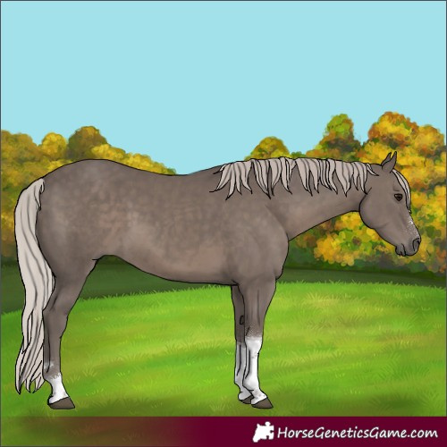 Horse Color:Silver Black Tobiano 