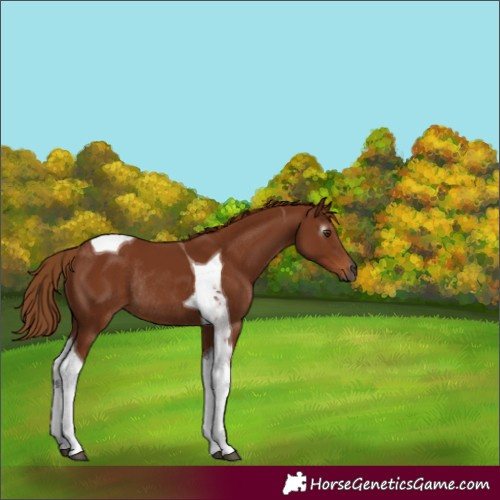 Horse Color:Gray Chestnut Tobiano Rabicano 