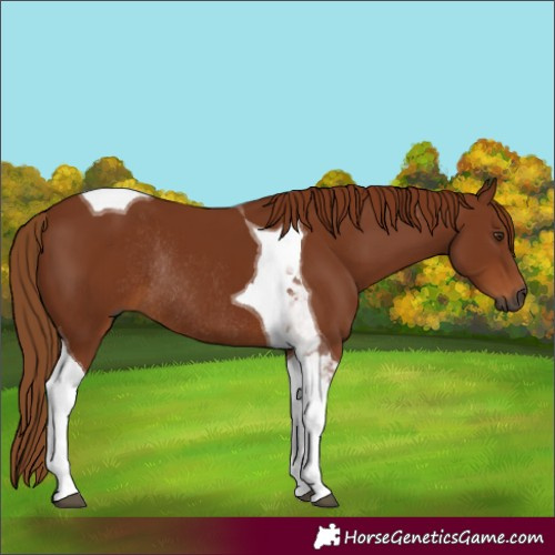 Horse Color:Gray Chestnut Tobiano Rabicano 