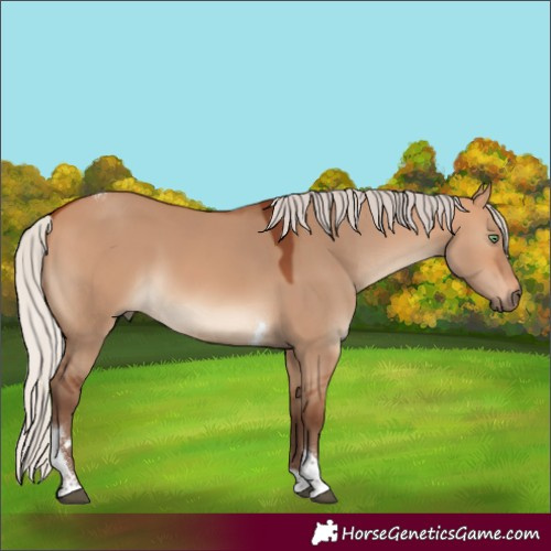 Horse Color:Silver Bay Dun Tobiano Rabicano 