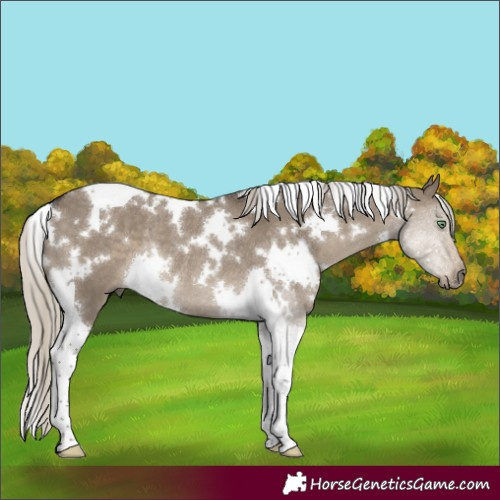 Horse Color:White Spotted Silver Smoky Grullo Tobiano Rabicano 