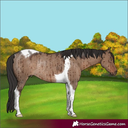 Horse Color:Liver Red Dun Tobiano Rabicano Brindle