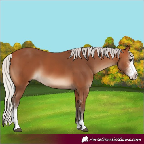 Horse Color:Silver Bay Sabino