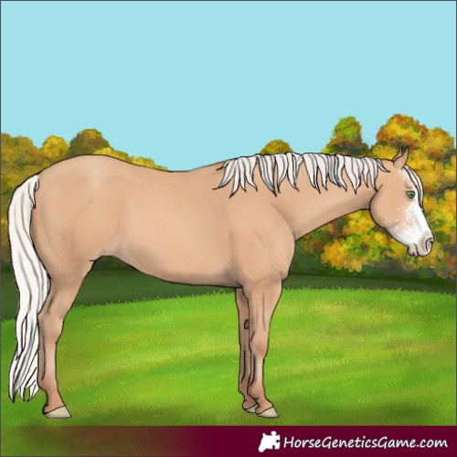 Horse Color:Silver Amber Champagne Sabino 