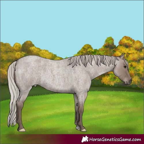 Horse Color:Silver Grullo Roan Rabicano