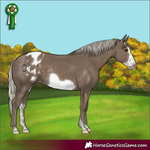 Horse Color:Silver Smoky Black Sabino Frame Appaloosa Rabicano 