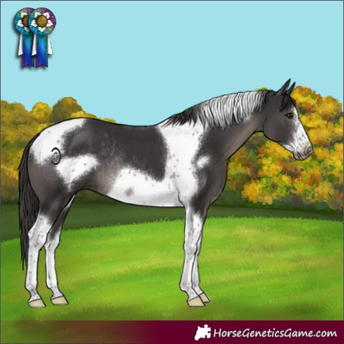 Horse Color:Smoky Black Sabino Tobiano Frame Rabicano 