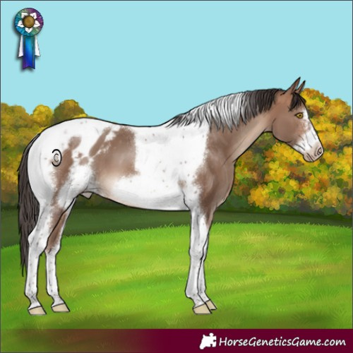 Horse Color:Sable Champagne Sabino Tobiano Frame Appaloosa