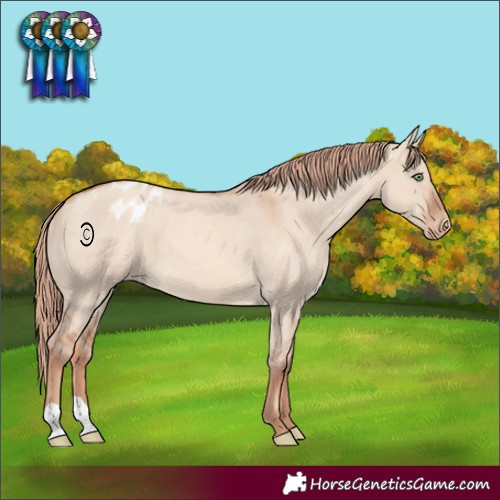 Horse Color:Gold Champagne Dun Appaloosa