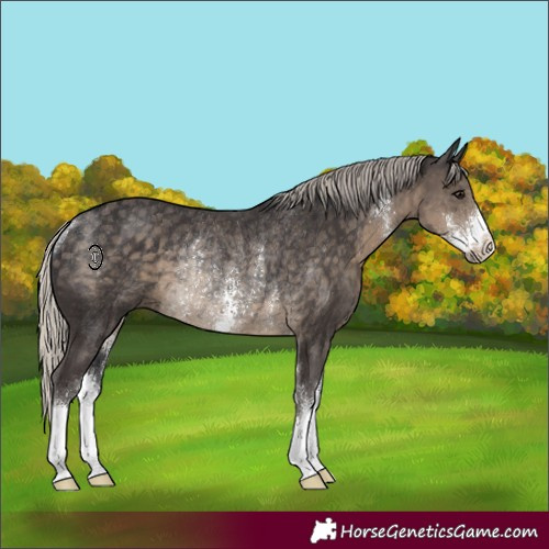 Horse Color:Silver Smoky Black Sabino Rabicano 
