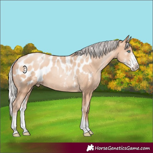 Horse Color:Silver Amber Champagne Pearl Sabino Appaloosa 