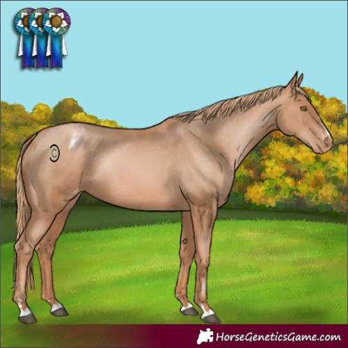 Horse Color:Chestnut Pearl Appaloosa Rabicano