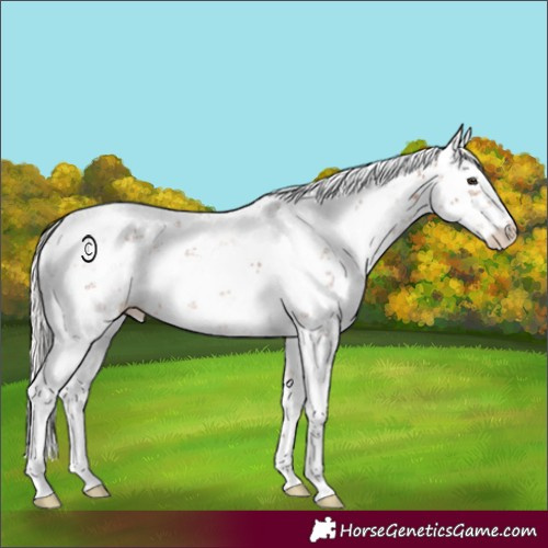 Horse Color:Silver Bay Sabino Rabicano