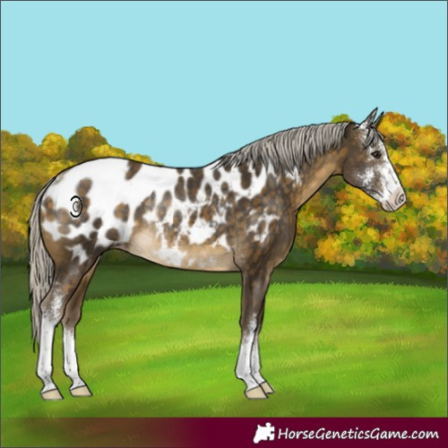 Horse Color:Silver Buckskin Sabino Appaloosa Rabicano