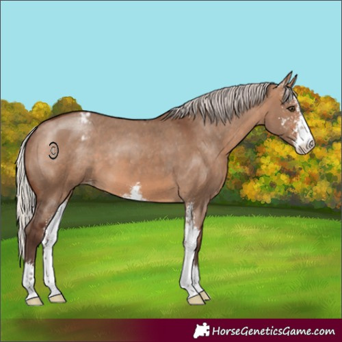 Horse Color:Silver Brown Dun Sabino Appaloosa