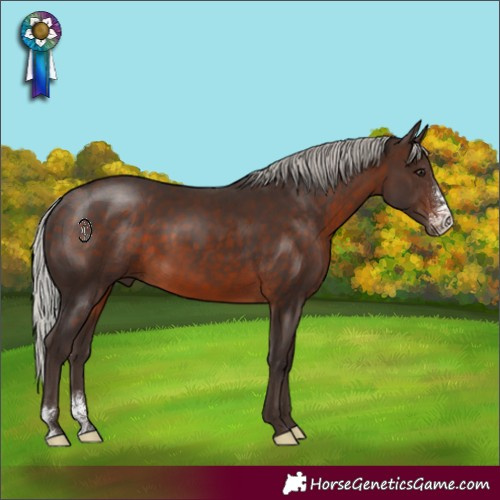 Horse Color:Silver Brown Sabino Rabicano