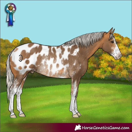 Horse Color:Silver Buckskin Sabino Appaloosa Rabicano