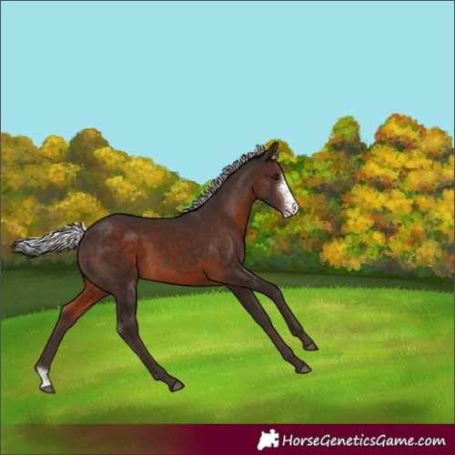 Horse Color:Silver Brown Sabino Rabicano 