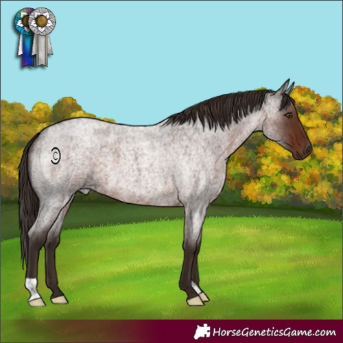 Horse Color:Liver Red Roan 
