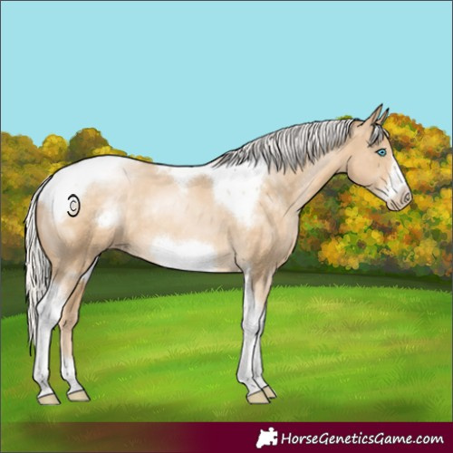 Horse Color:Silver Buckskin Pearl Tobiano Frame Rabicano 