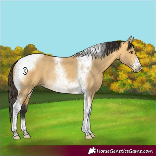 Horse Color:Buckskin Dun Tobiano Frame Rabicano