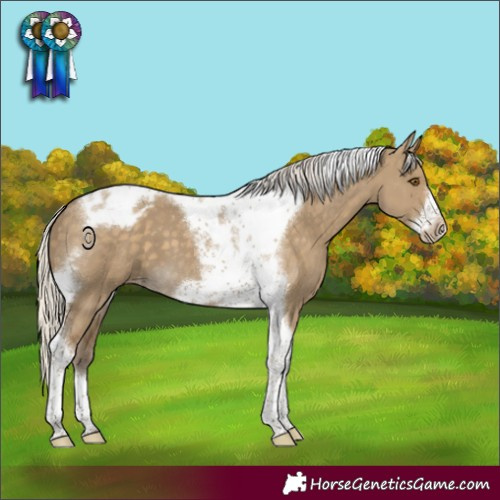 Horse Color:Silver Smoky Grullo Tobiano Frame Appaloosa 