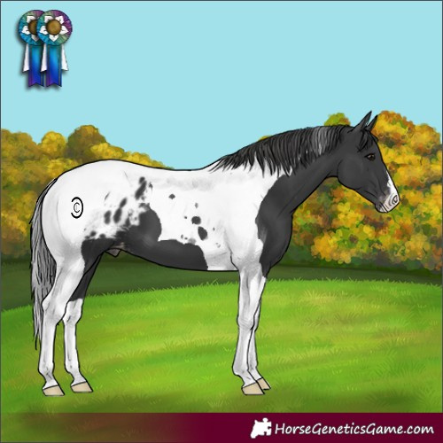 Horse Color:Black Tobiano Appaloosa 