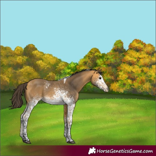 Horse Color:White Spotted Buckskin Tobiano 