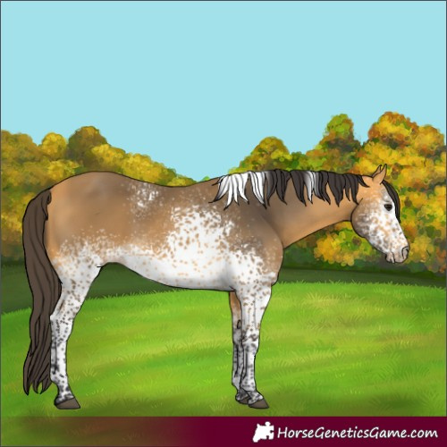 Horse Color:White Spotted Buckskin Tobiano 