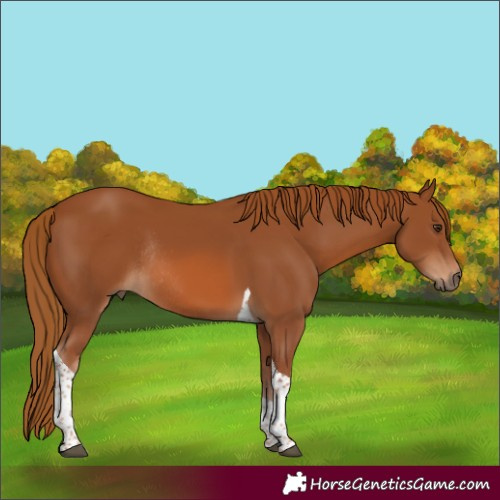Horse Color:Chestnut Tobiano Rabicano 