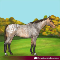 Horse Color:Buckskin Roan Blanket  and Buckskin Roan Blanket 