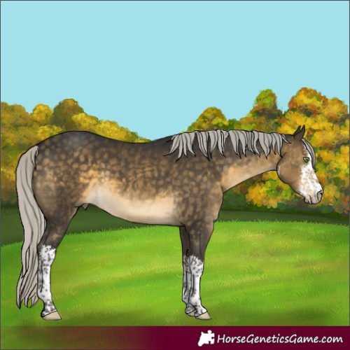 Horse Color:White Spotted Silver Buckskin Rabicano