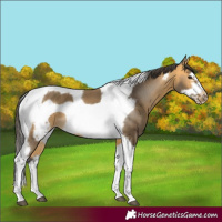 Horse Color:Buckskin Tobiano Frame