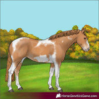 Horse Color:Chestnut Tobiano Frame