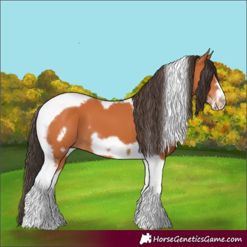 Horse Color:Bay Tobiano Frame