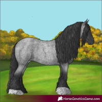 Horse Color:Blue Roan 