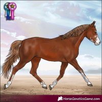 Horse Color:Chestnut Sabino