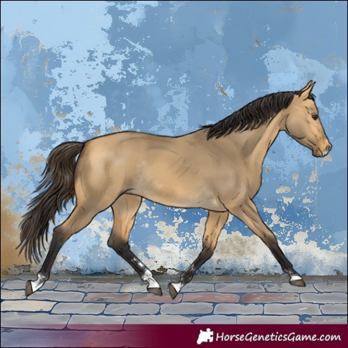 Horse Color:Buckskin Dun Rabicano