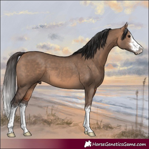 Horse Color:White Spotted Bay Dun 