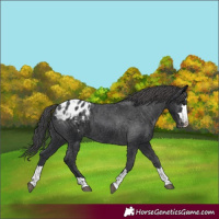 Horse Color:Black Blanket Rabicano