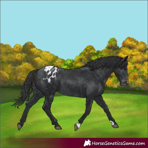 Horse Color:Black Appaloosa Rabicano 
