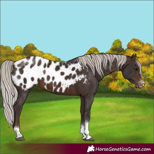 Horse Color:Silver Brown Sabino Tobiano Appaloosa 