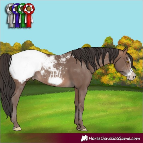 Horse Color:Sable Champagne Sabino Frame Appaloosa
