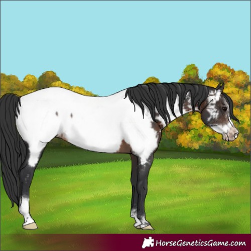 Horse Color:Brown Sabino Frame Appaloosa Rabicano