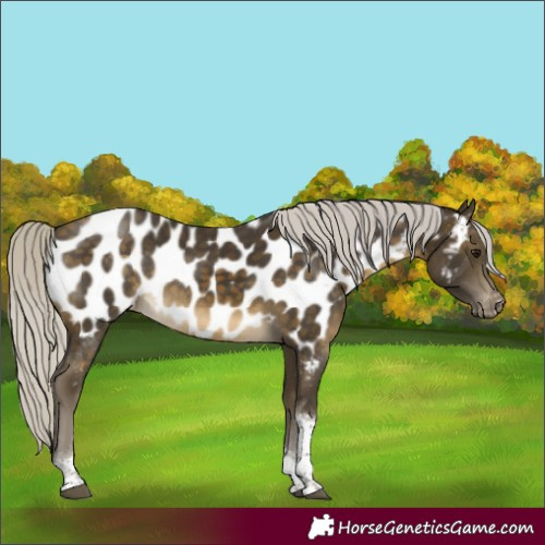 Horse Color:Silver Buckskin Tobiano Near Leopard Rabicano